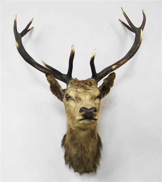 An Edwardian stags head trophy, W.3ft H.3ft 10in.